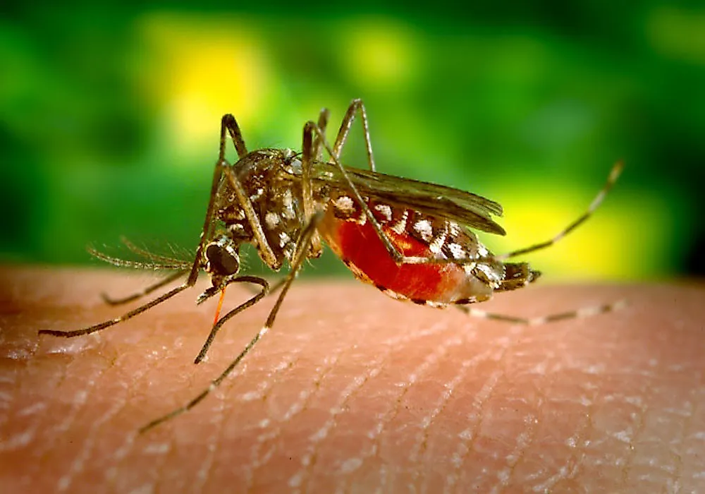 The Aedes aegypti mosquito is the vector for the yellow fever virus.