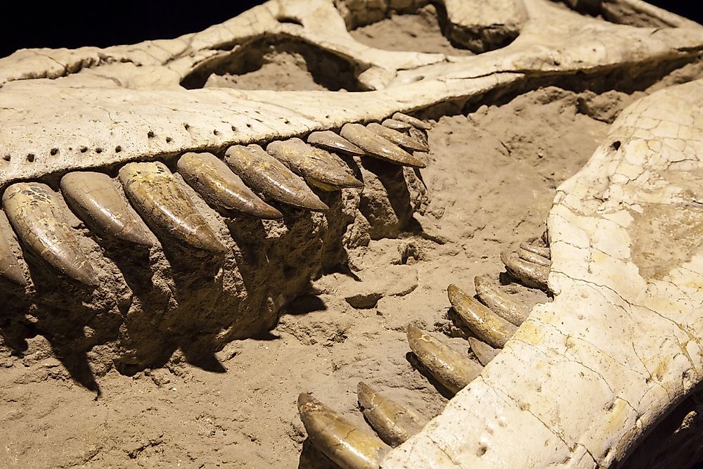 Dinosaur fossils of a tyrannosaurus rex.