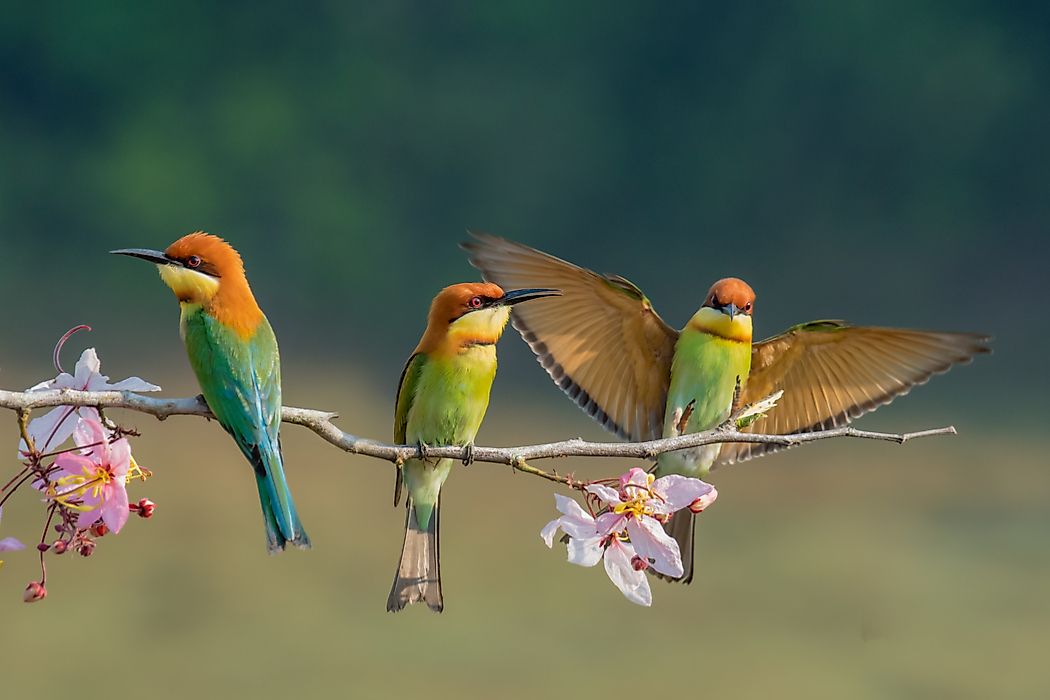 According to modern classification, birds are part of the group Aves.