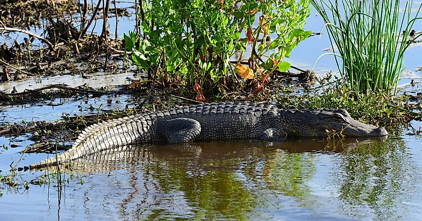 American alligator lying in the shallows
