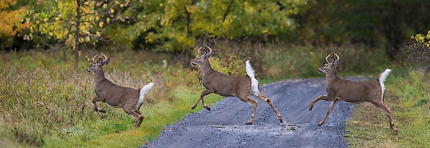 White-tailed deer crossing a path covered with thick foliage.