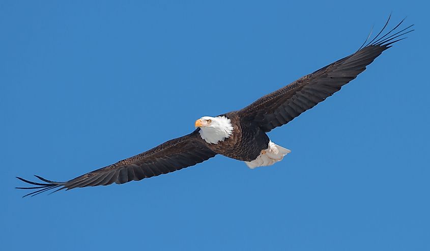 Bald Eagle.