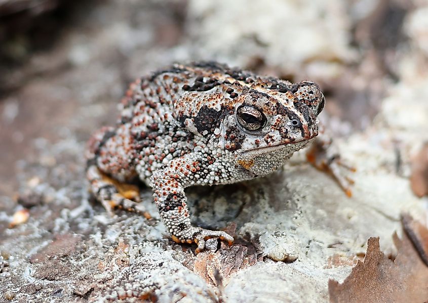 Small and Warty Oak Toad on the Ground in Florida
