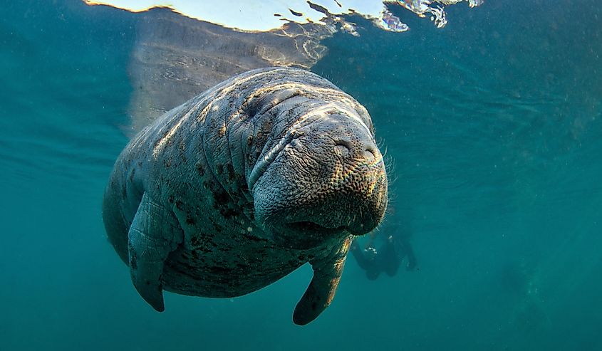 The West Indian manatee.